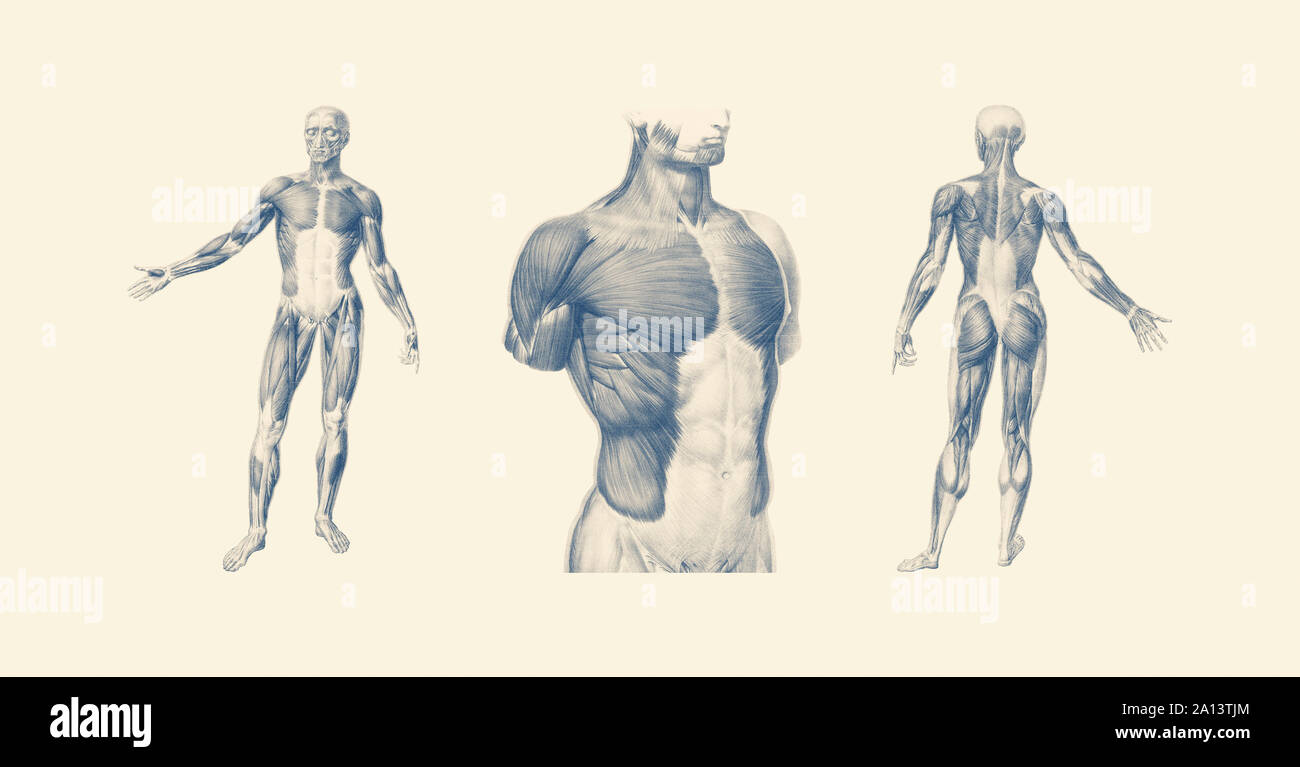 Drucken Vintage Anatomie der menschlichen Muskulatur aus mehreren Blickwinkeln. Stockfoto