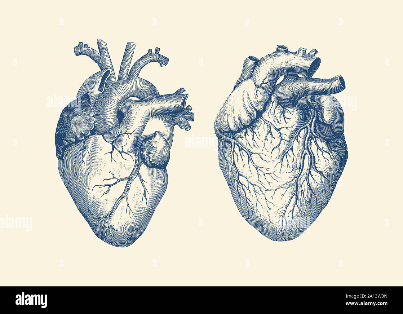 Vintage Anatomie Drucken verfügt über einen Dual View des menschlichen Herzens. Stockfoto