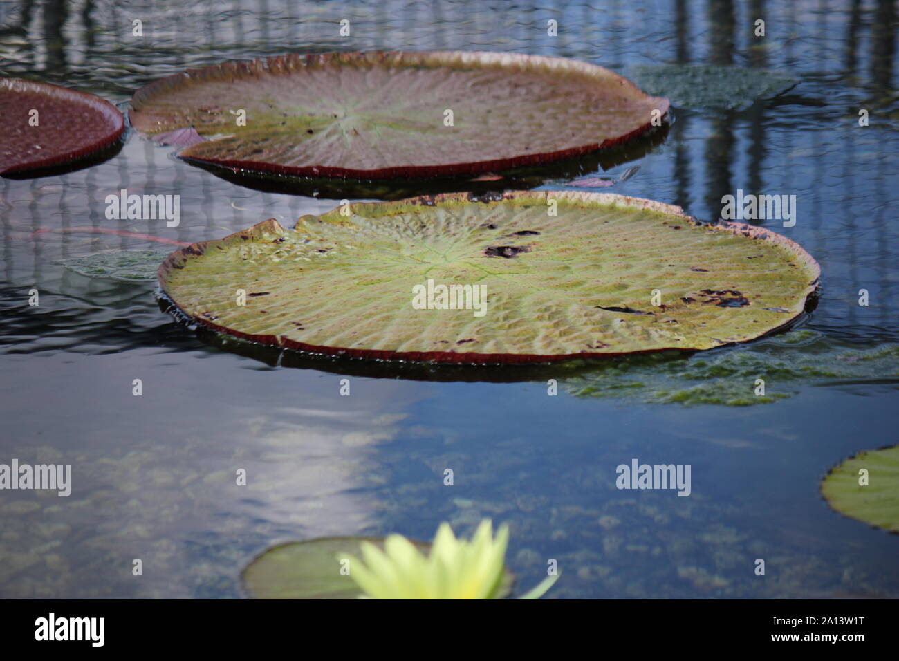 Grüner Riese wasser Lily Pads in den Teich, Victoria, Nymphaeaceae, Victoria amazonica, Euryale amazonica, Victoria Regia Stockfoto