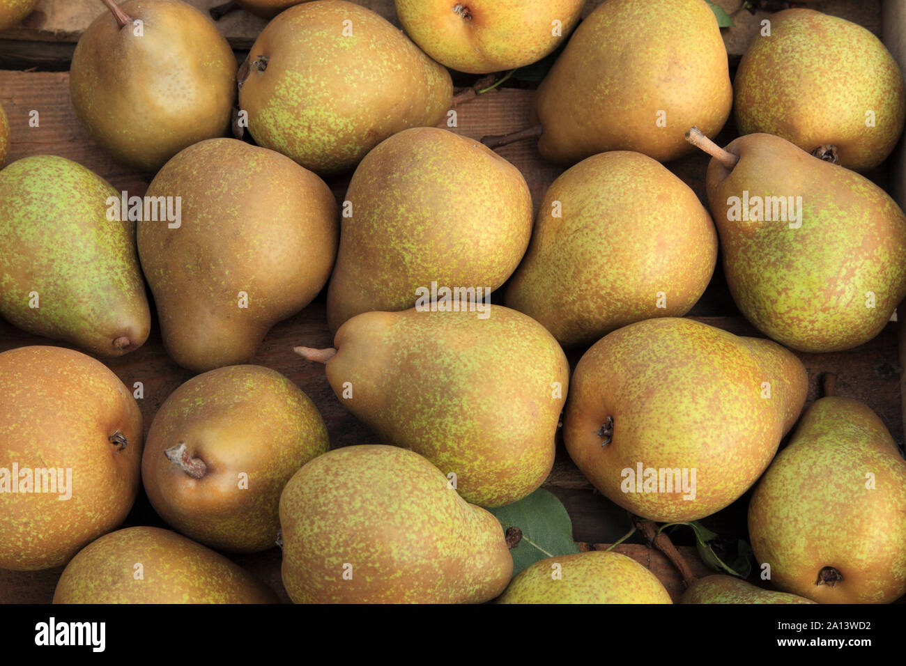 Birne, die 'Fruhe Rote Stolz', Birnen, gesunde Ernährung, Pyrus Communis Stockfoto