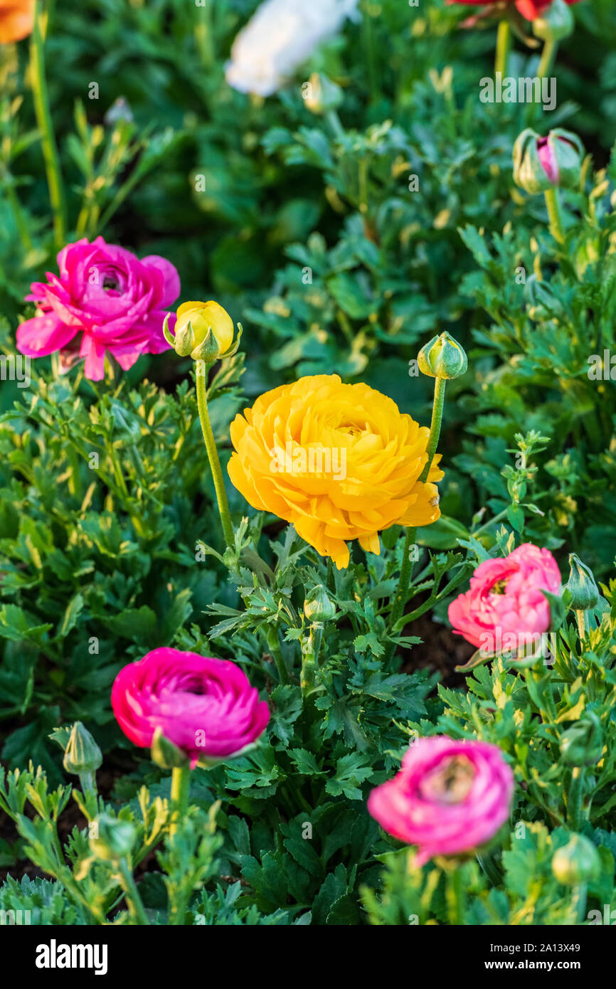 Gelbe floribunda Bush Rose Stockfoto