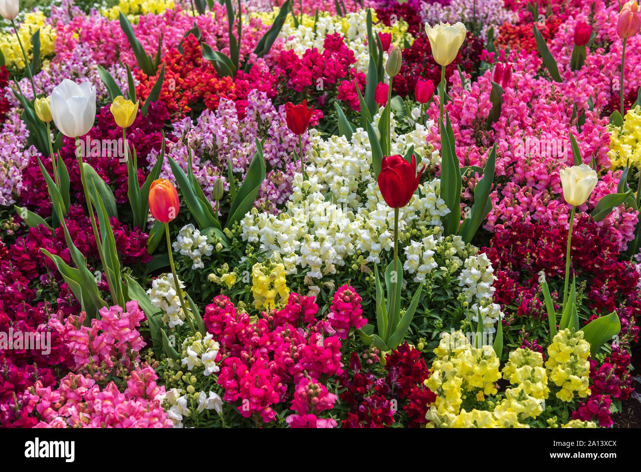Tulpe von bunten Blumen umgeben Stockfoto