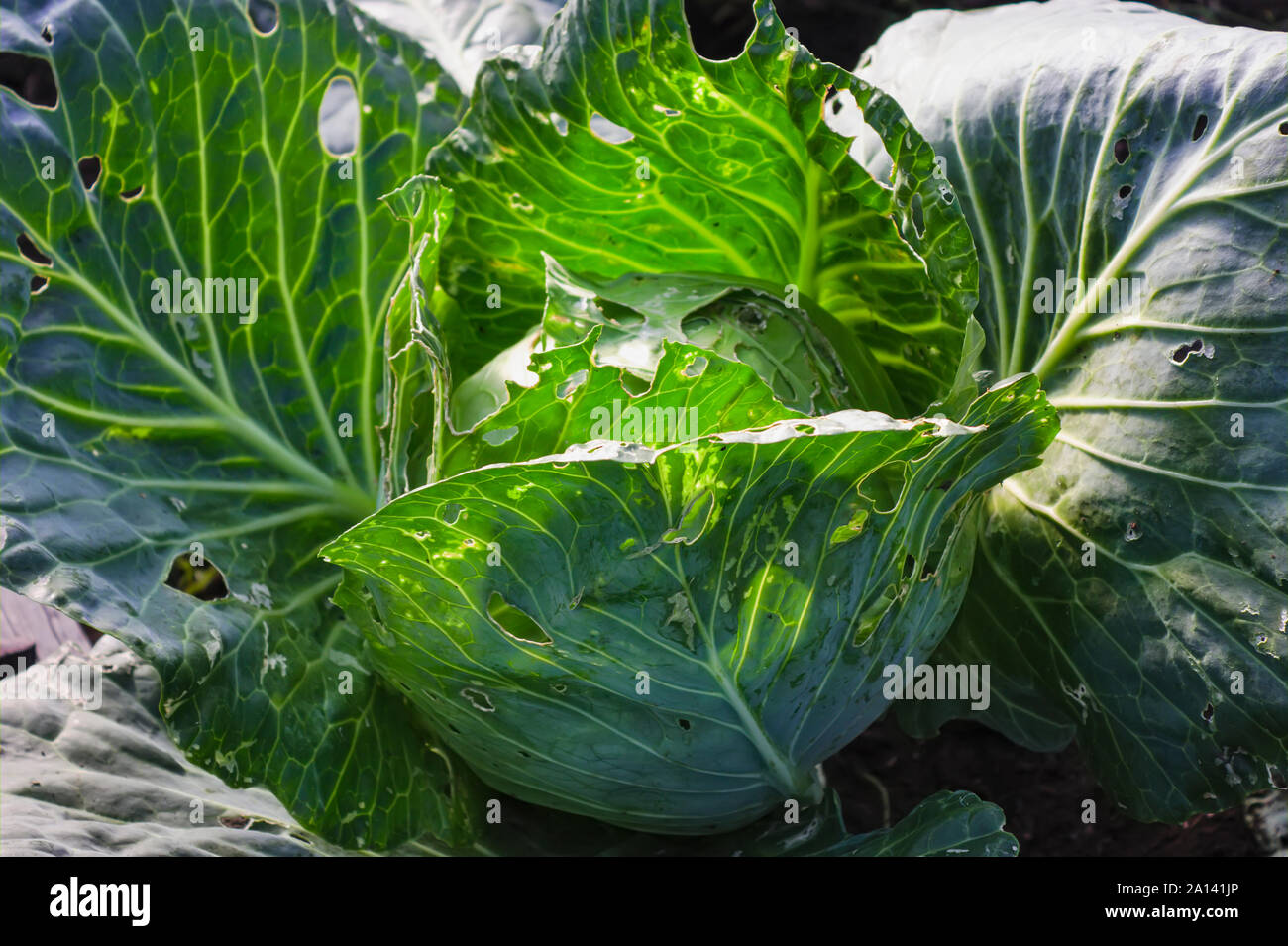 Kohl wachsen in home Gemüsegarten. Frischer Kohl. Stockfoto