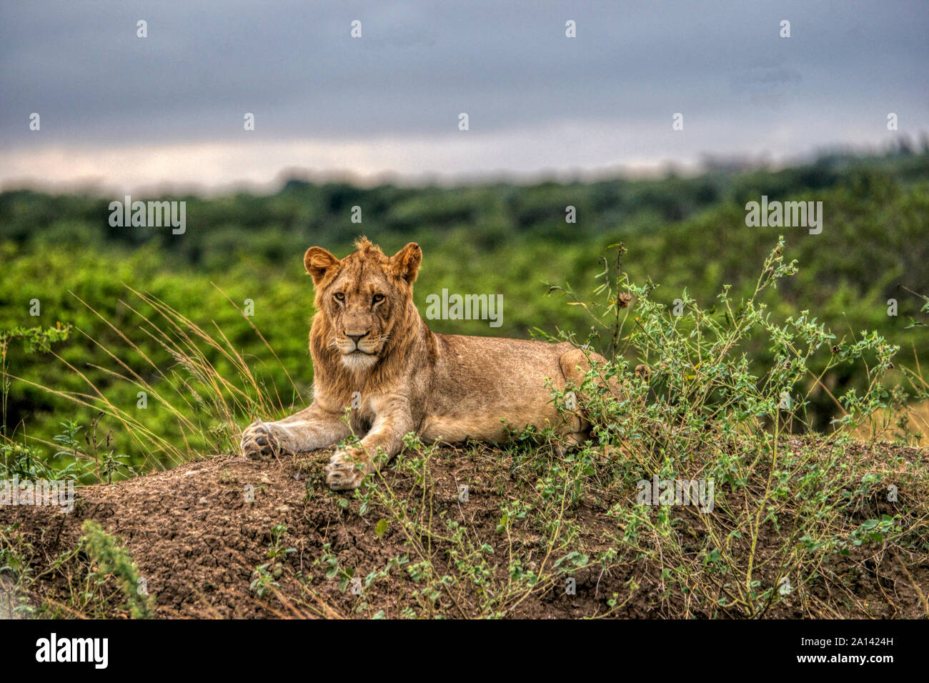 Von lion (Panthero leo). Südafrika. Foto Safari - Phinda Game Reserve Stockfoto