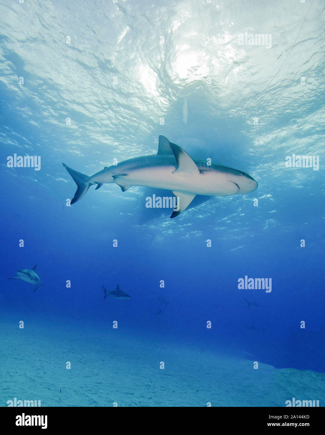 Low Angle Blick auf ein Riff shark mit Sunburst und Boot Silhouette, Tiger Beach, Bahamas. Stockfoto