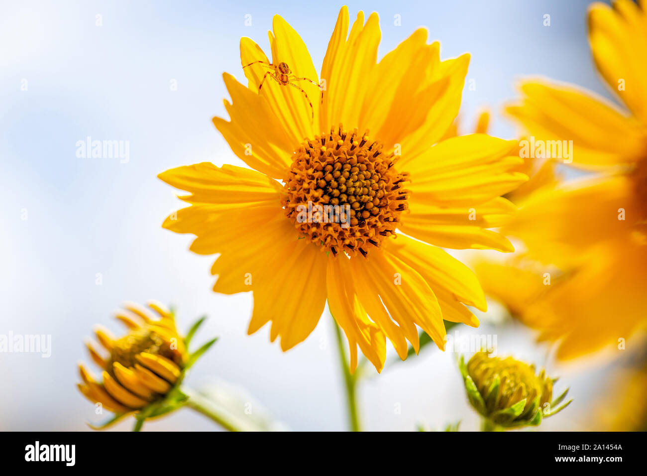 Nahaufnahme der gelbe Mexikanische Sonnenblume mit kleine Spinne krabbelte auf seine Blütenblätter. Stockfoto