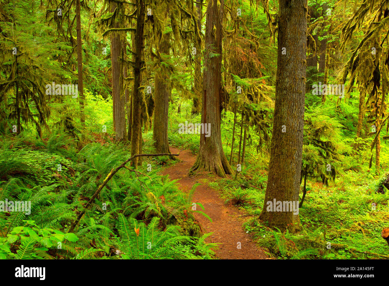 Wolf Creek Falls Trail, Roseburg Bezirk Bureau of Landmanagement, Oregon Stockfoto