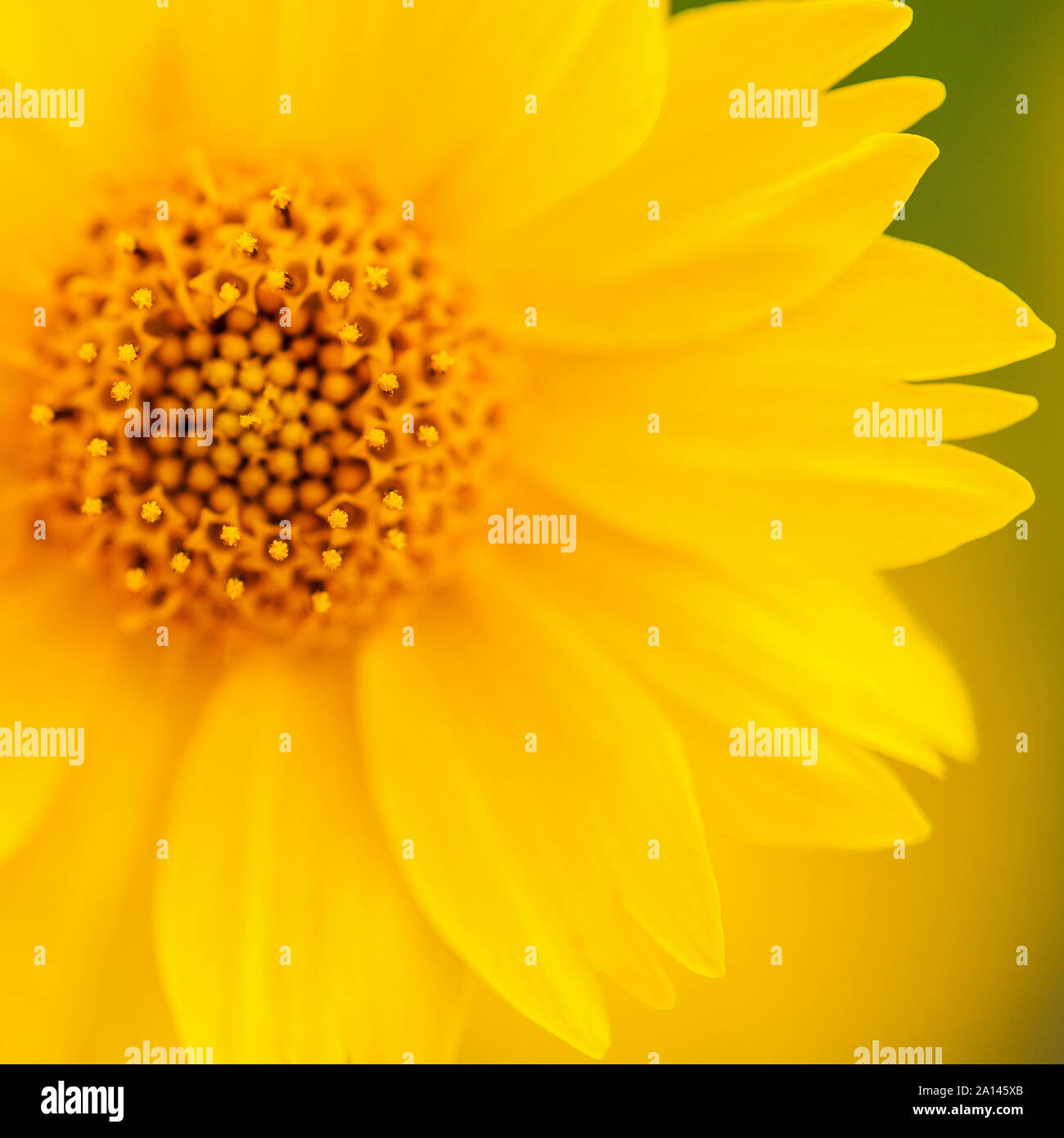Closeup Schuß gelbe Mexikanische Sonnenblume mit Fokus auf staubgefäßen. Stockfoto
