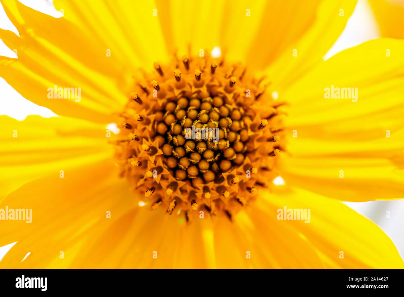 Nahaufnahme der gelbe Mexikanische Sonnenblume mit Fokus auf staubgefäße und Samen. Stockfoto