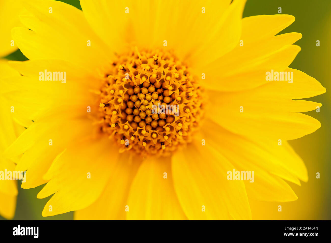 Nahaufnahme der gelbe Mexikanische Sonnenblume mit Fokus auf staubgefäße und Samen. Gelbe Blume Hintergrund. Stockfoto