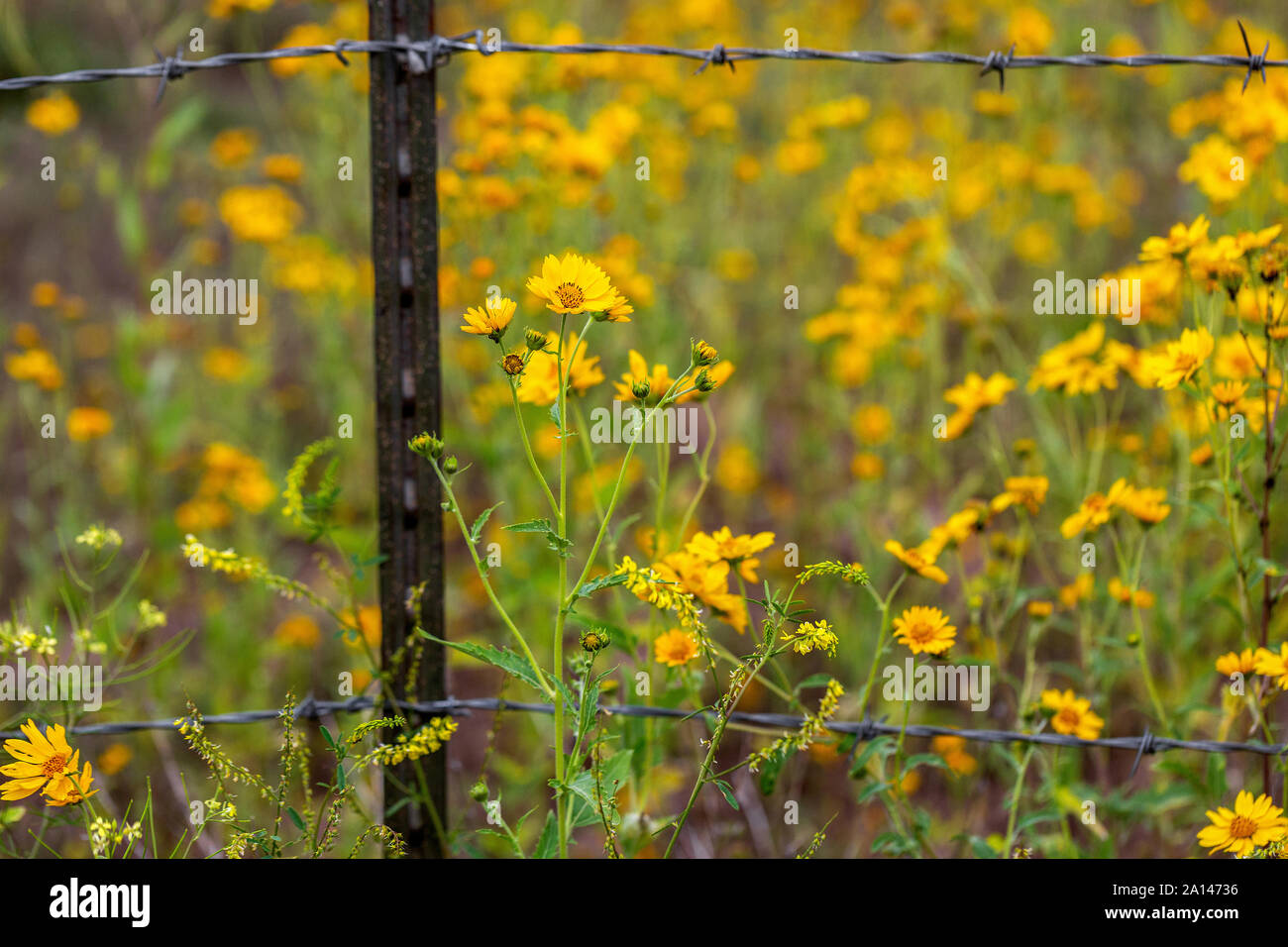 Ein Stacheldraht zaun in einem Feld der Mexikanischen Sonnenblumen ist durch die Wildblumen in Flagstaff, Arizona durchquert. Keine Zäune für die Natur. Stockfoto