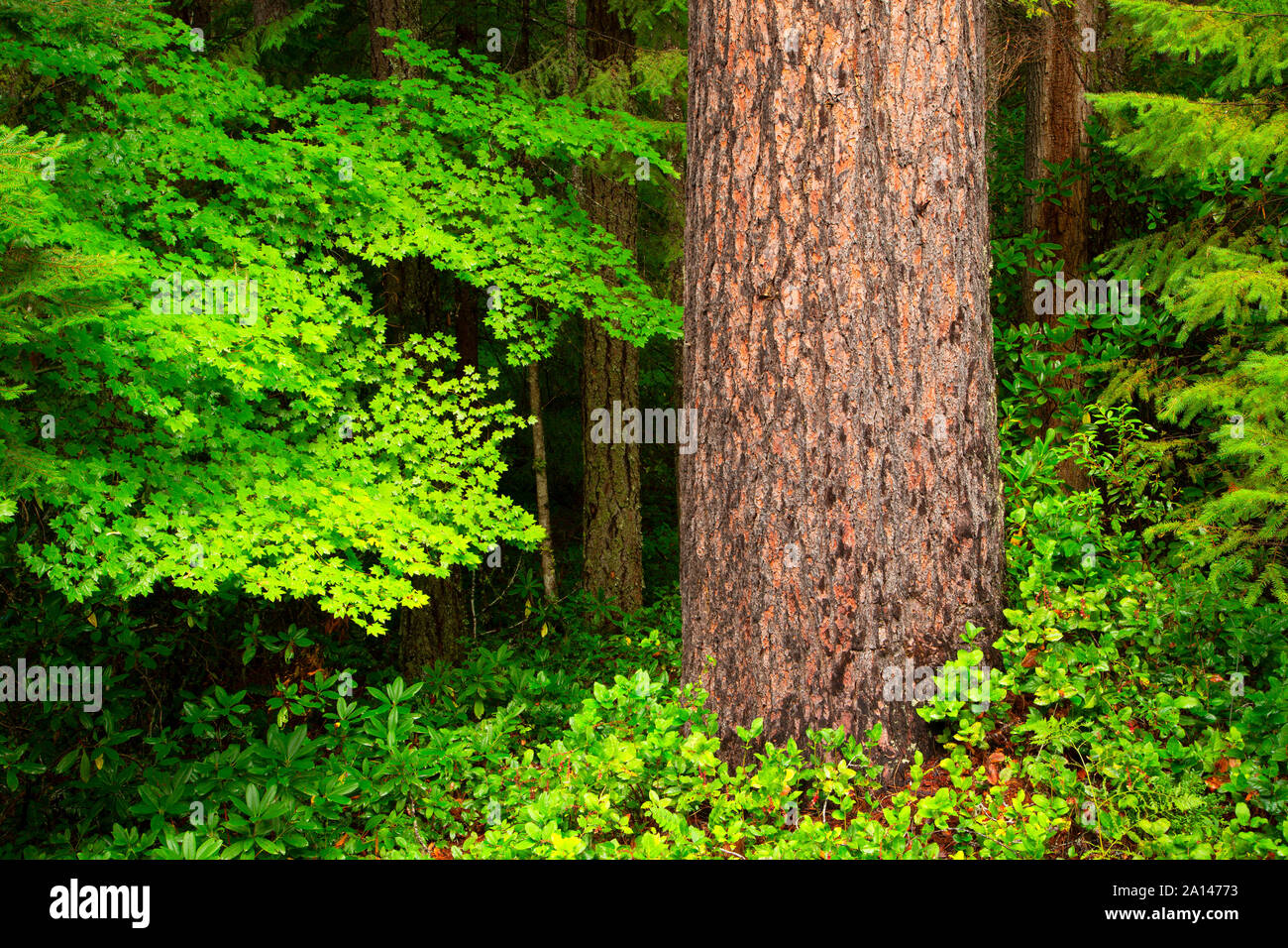 Alte Pinien am Clearwater River Trail, Umpqua National Forest, Rogue-Umpqua National Scenic Byway, Oregon Stockfoto