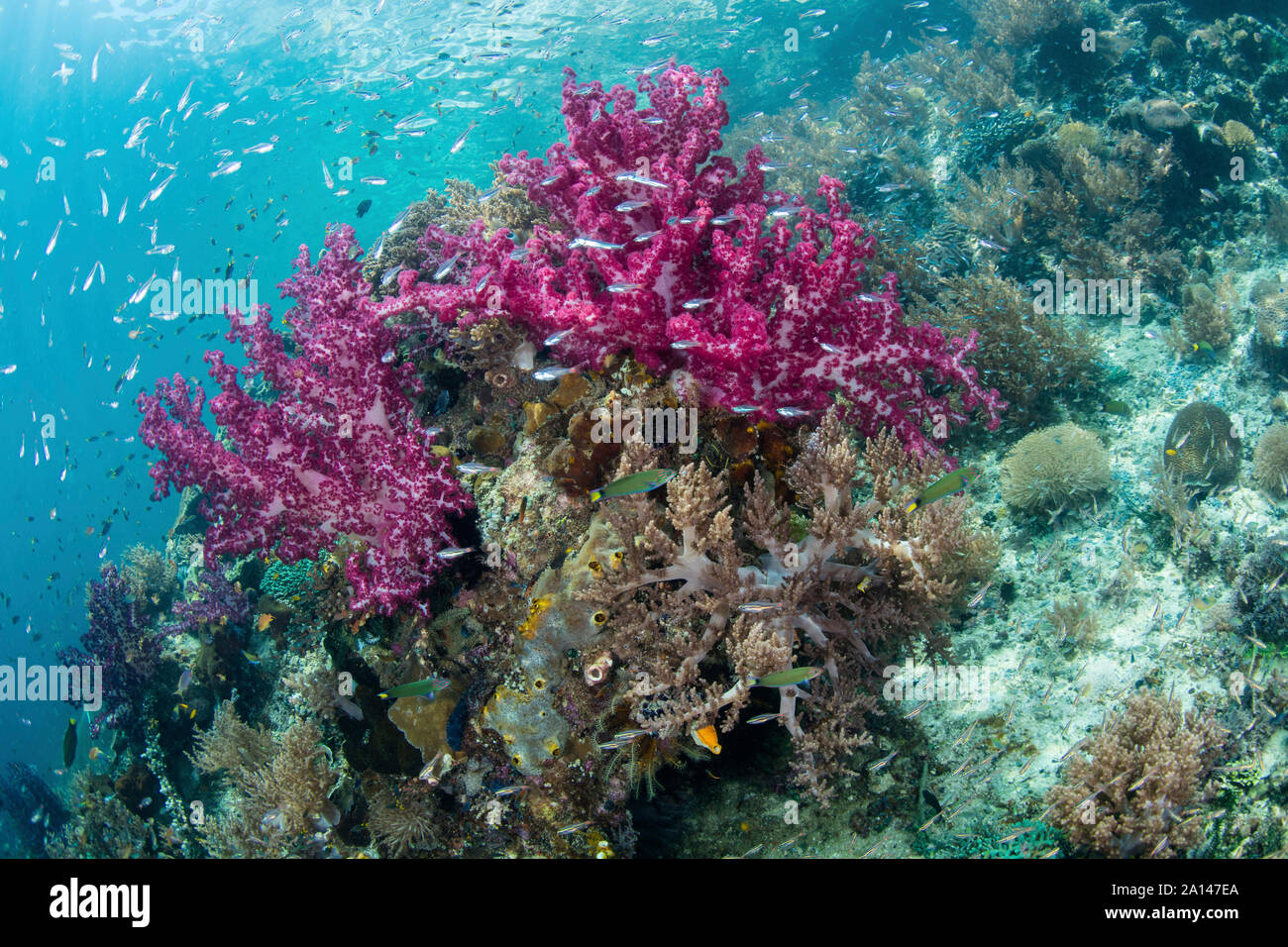 Eine lebendige Korallenriff lebt in einem abgelegenen Teil von Raja Ampat, Indonesien. Stockfoto
