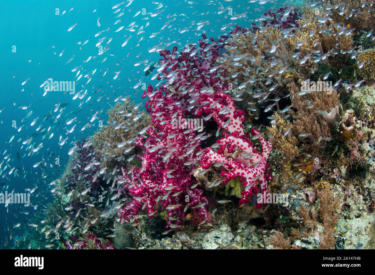Ein wunderschönes Korallenriff lebt rund um eine Insel in Raja Ampat, Indonesien. Stockfoto