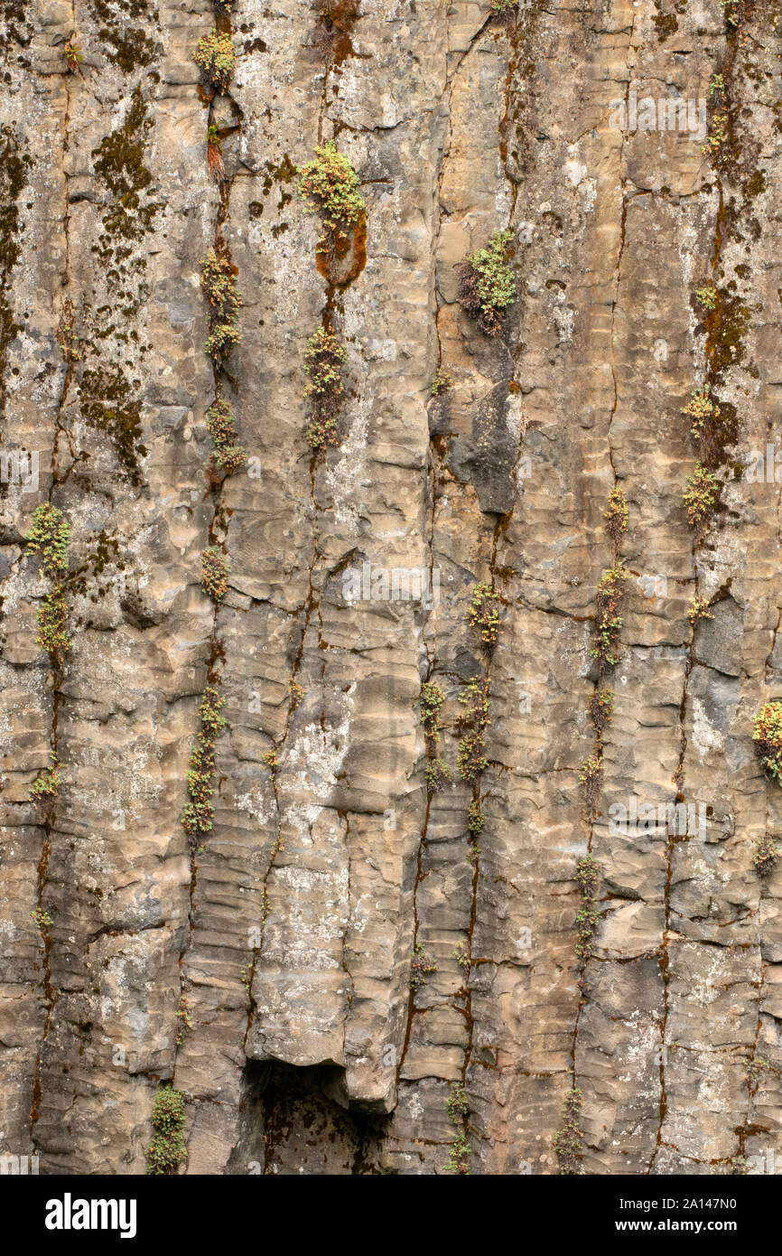 Basaltsäulen von Warm Springs fällt weg, Umpqua National Forest, Oregon Stockfoto