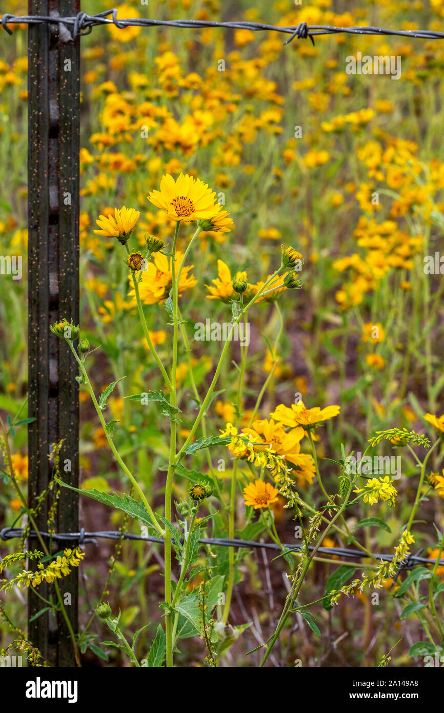 Mexikanische Sonnenblumen Kreuz ein Stacheldraht zaun in Flagstaff, Arizona. Closeup Schuß von Wildblumen, über einen Zaun überqueren. Natur kreuze Zäune. Stockfoto