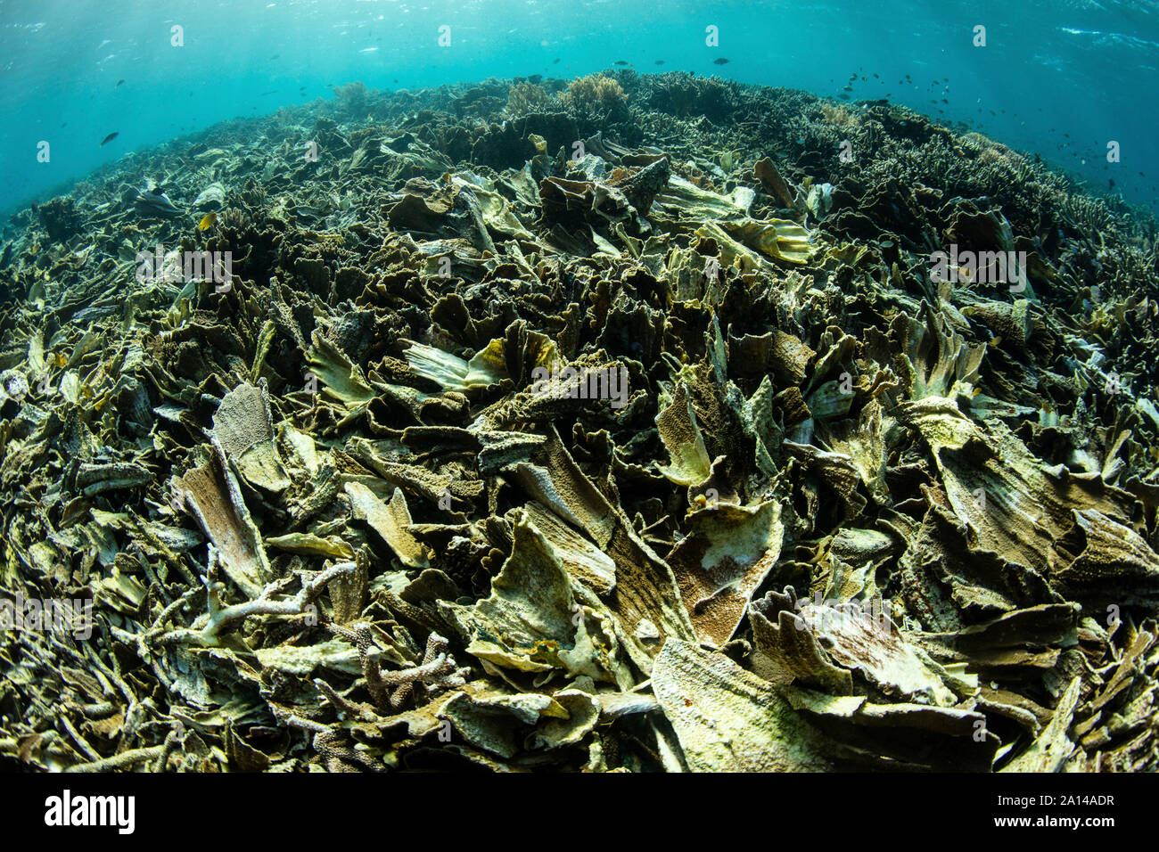 Starker Sturm Schaden auf einer zerstörten Korallenriff im Komodo National Park, Indonesia. Stockfoto