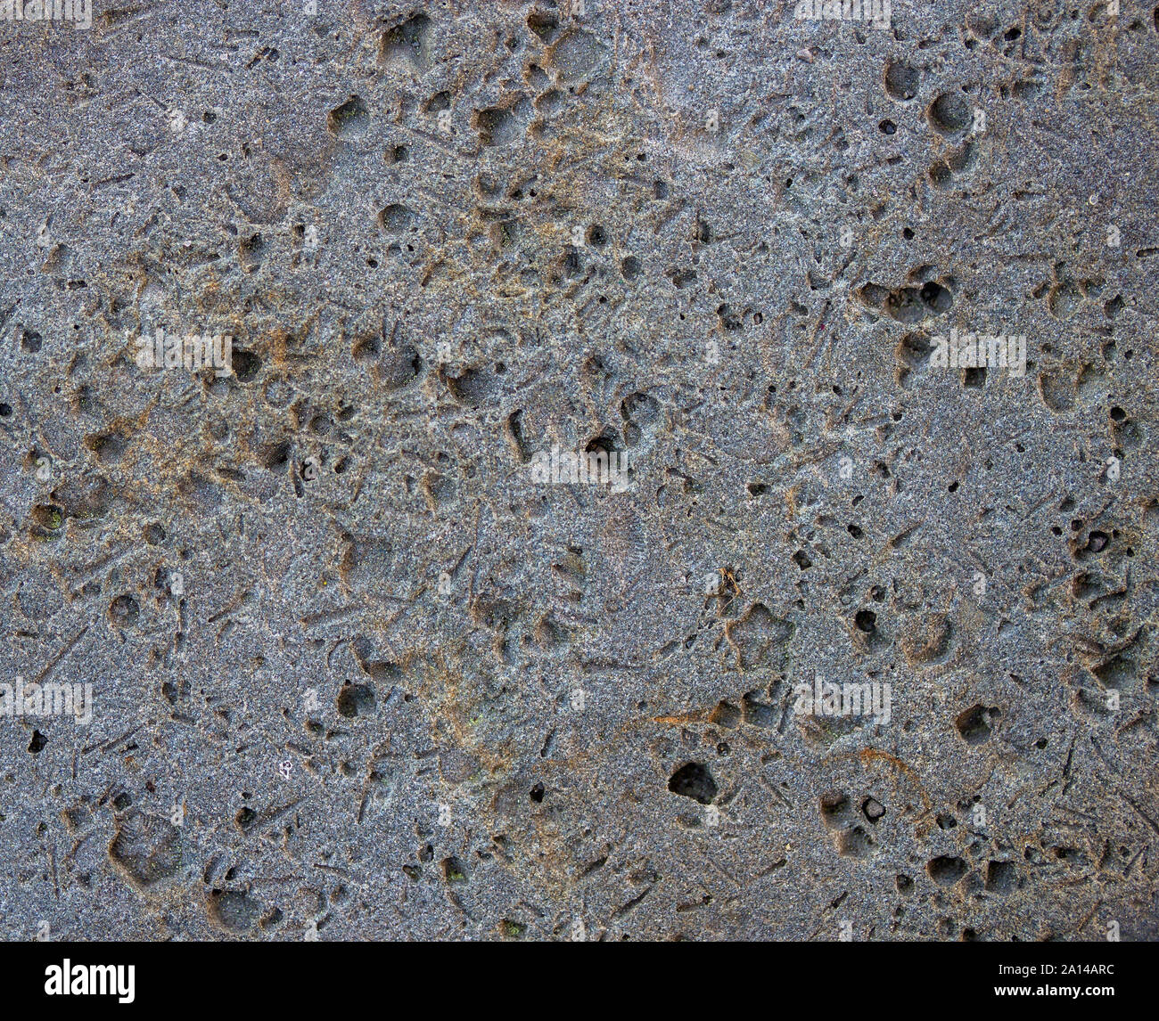 Micro-Fossilien in Sandstein, Devon - Tompkins County, NY Stockfoto