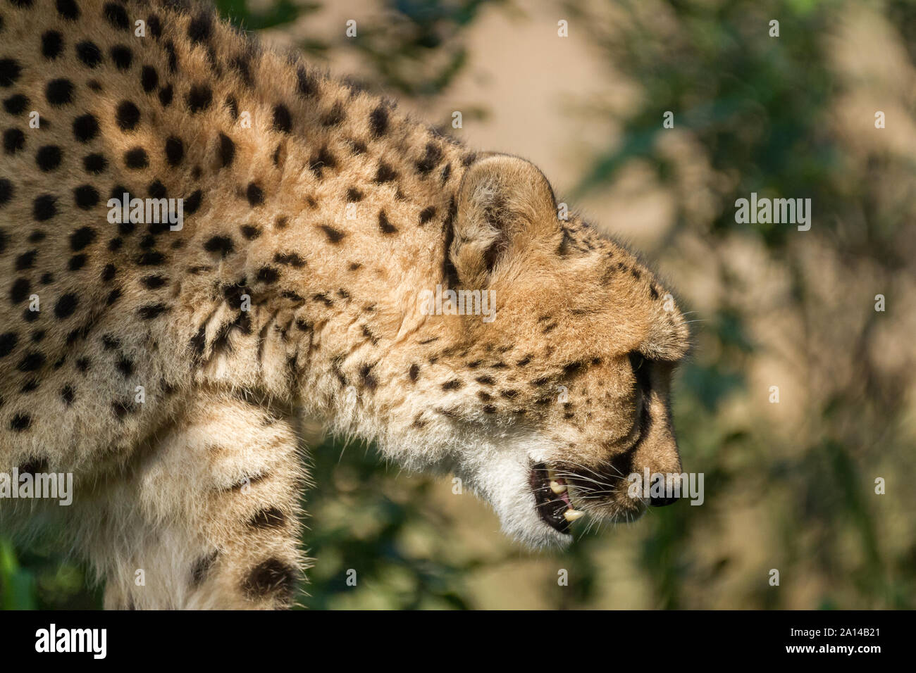 Ein Gepard, der im Schatten der Sonne in Zoorasia in Yokohama, Kanagawa, steht. Japan Stockfoto
