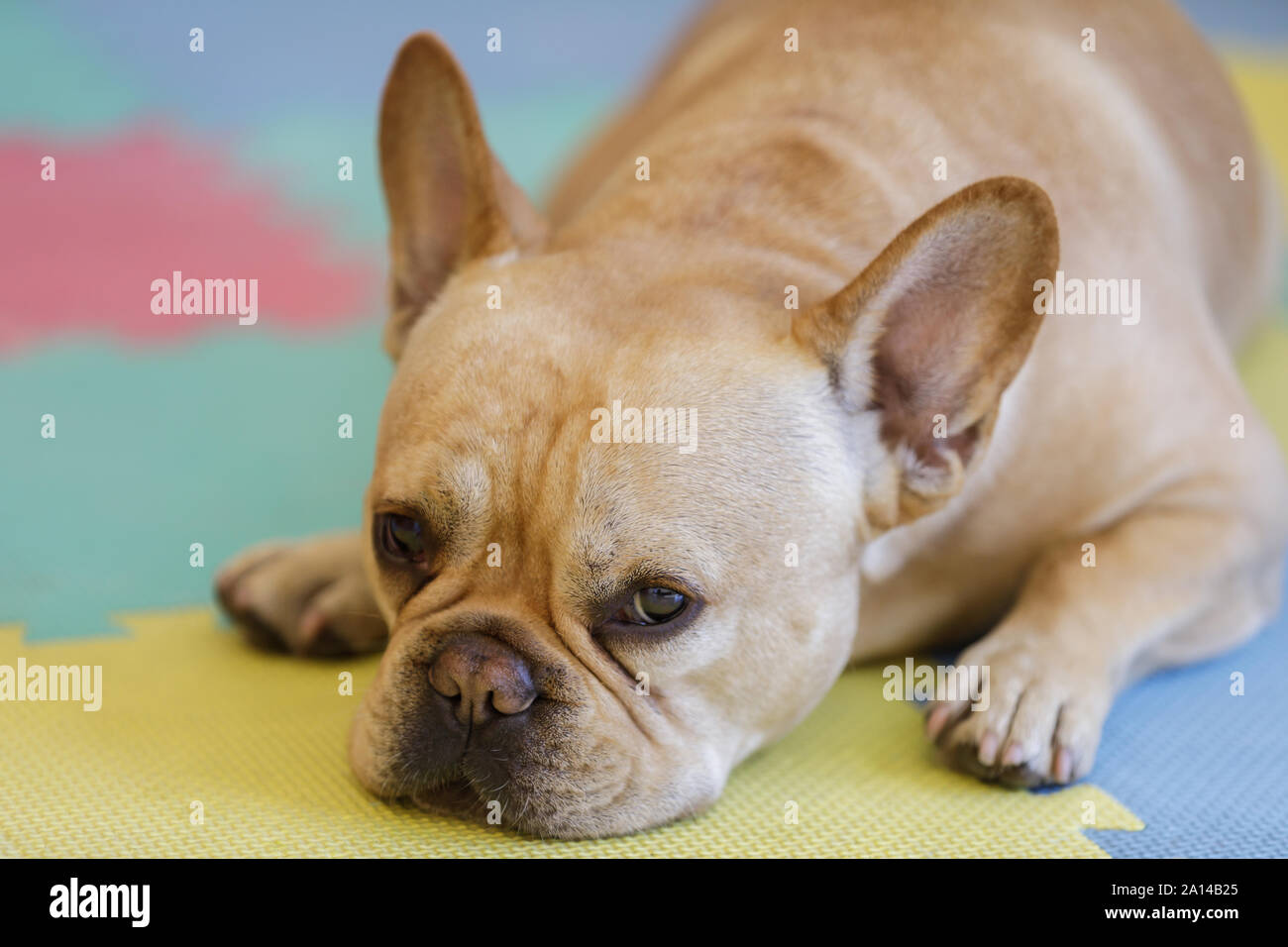 Frenchie ruht auf einem bunten Teppich. Stockfoto