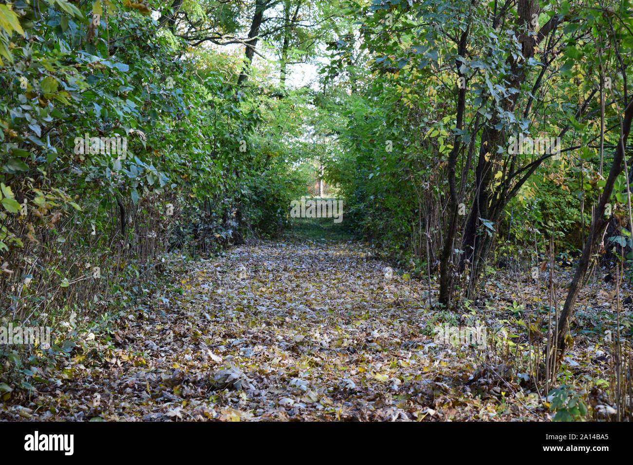 Die Blätter sind gelb, auf dem Boden. Herbst Blätter fallen. Stockfoto