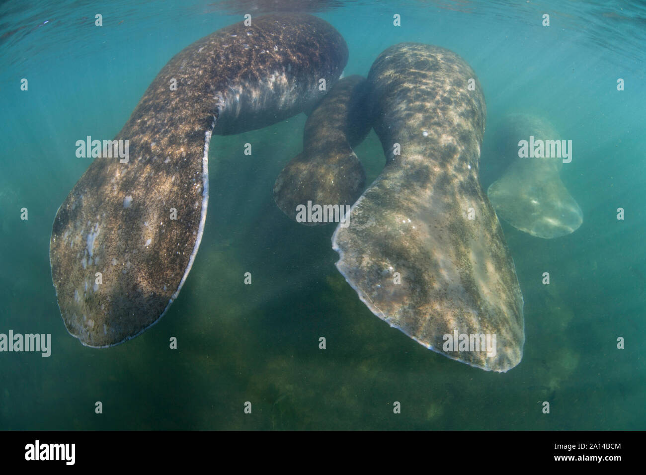 Florida manatees steigen an die Oberfläche von Crystal River, Florida. Stockfoto