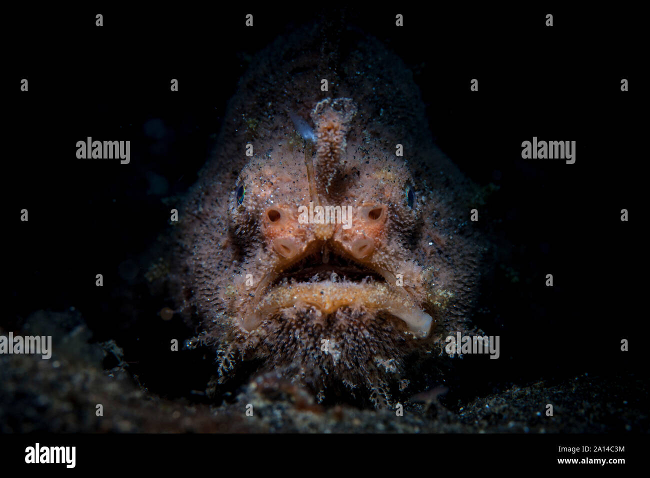 Ein haariger Anglerfisch liegt auf der dunklen, sandigen Meeresboden in Lembeh Strait, Indonesien. Stockfoto