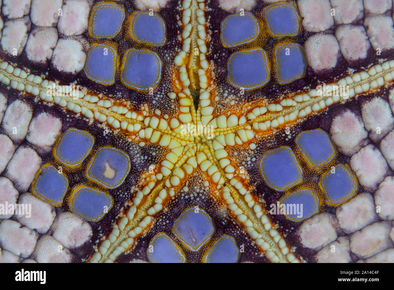 Detail einer pin cushion Sea Star in der Lembeh Strait, Indonesien. Stockfoto