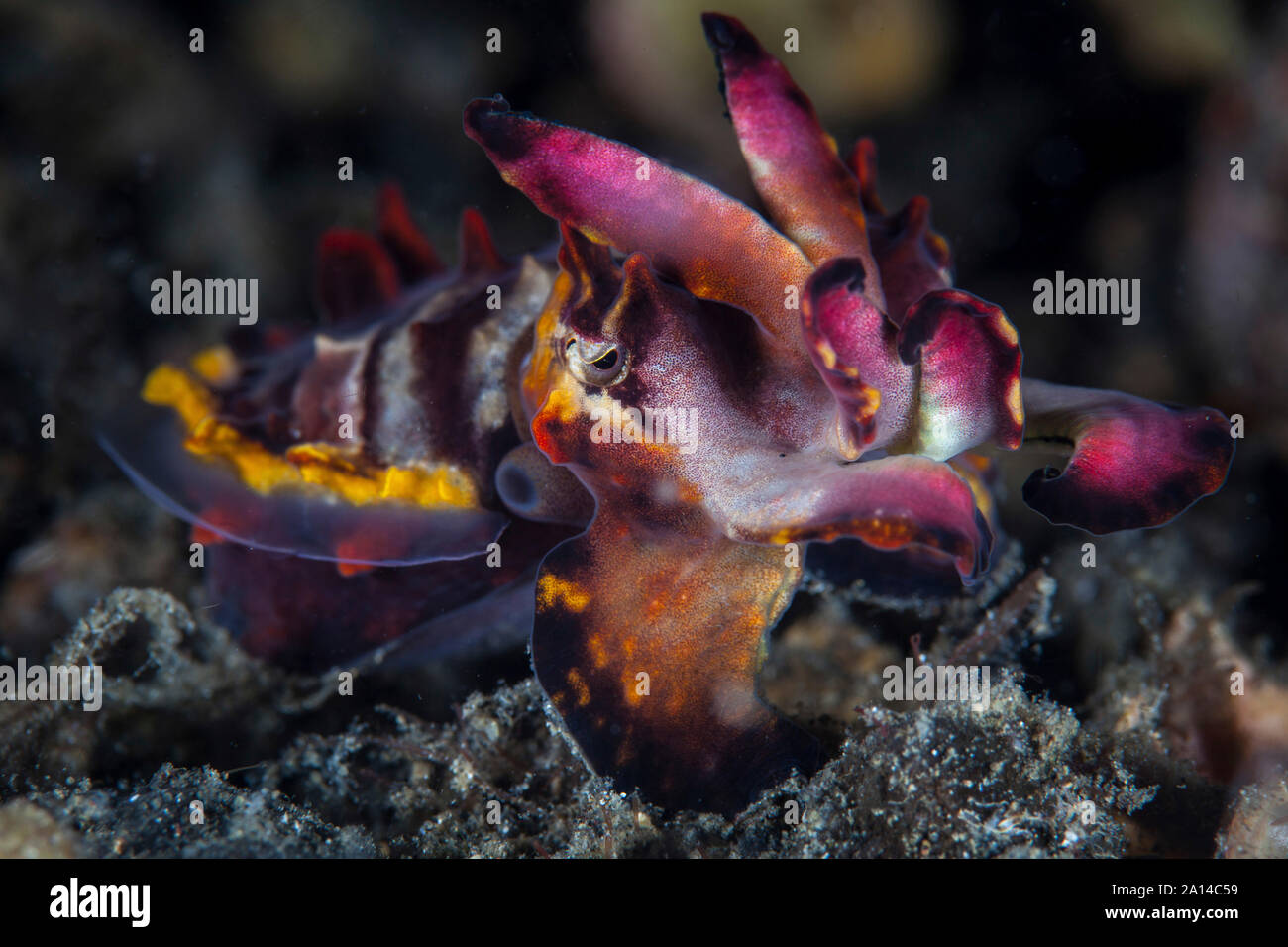 Eine bunte flamboyant Sepia kriecht über den sandigen Meeresboden. Stockfoto