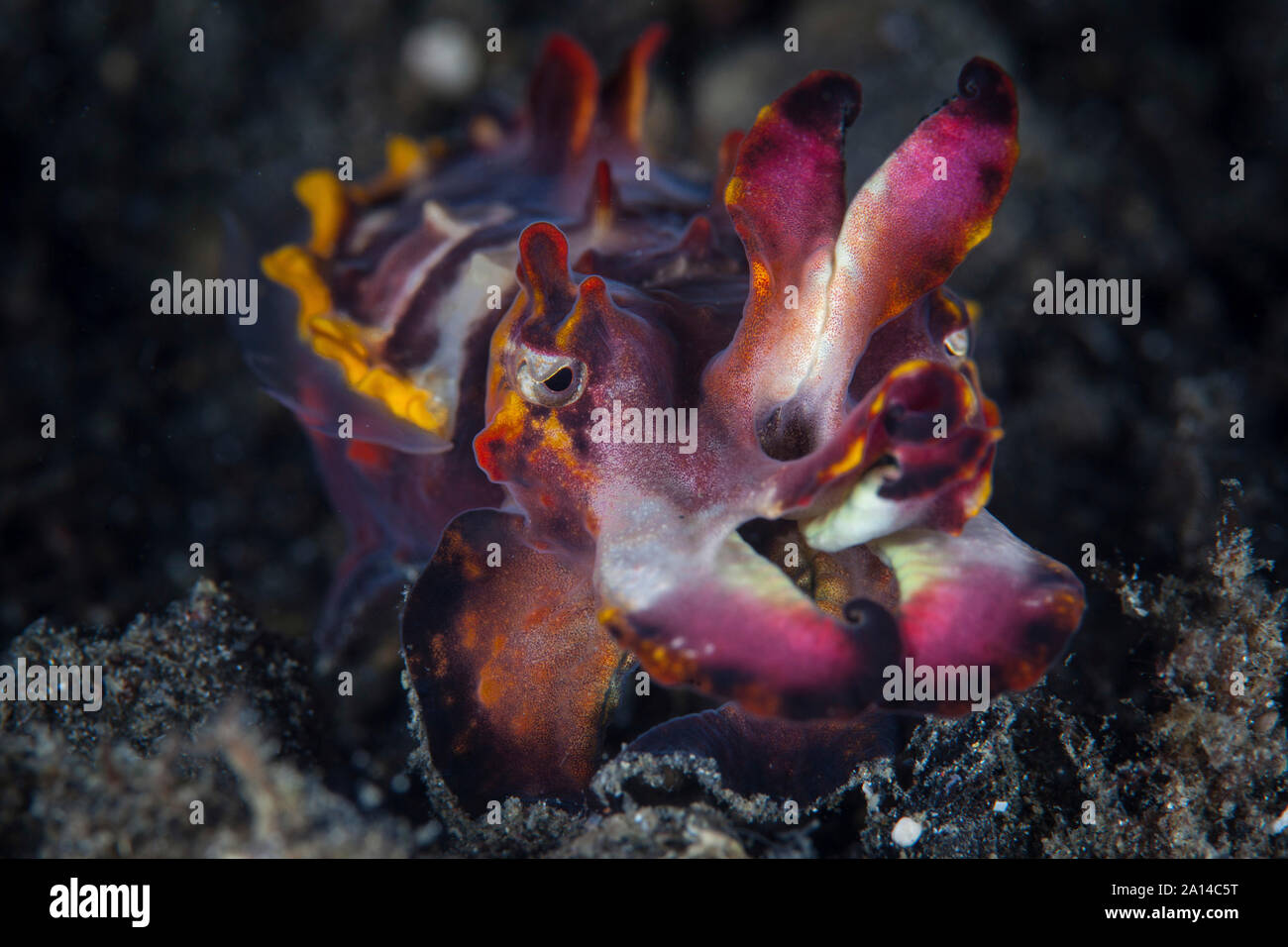 Eine bunte flamboyant Sepia kriecht über den sandigen Meeresboden. Stockfoto