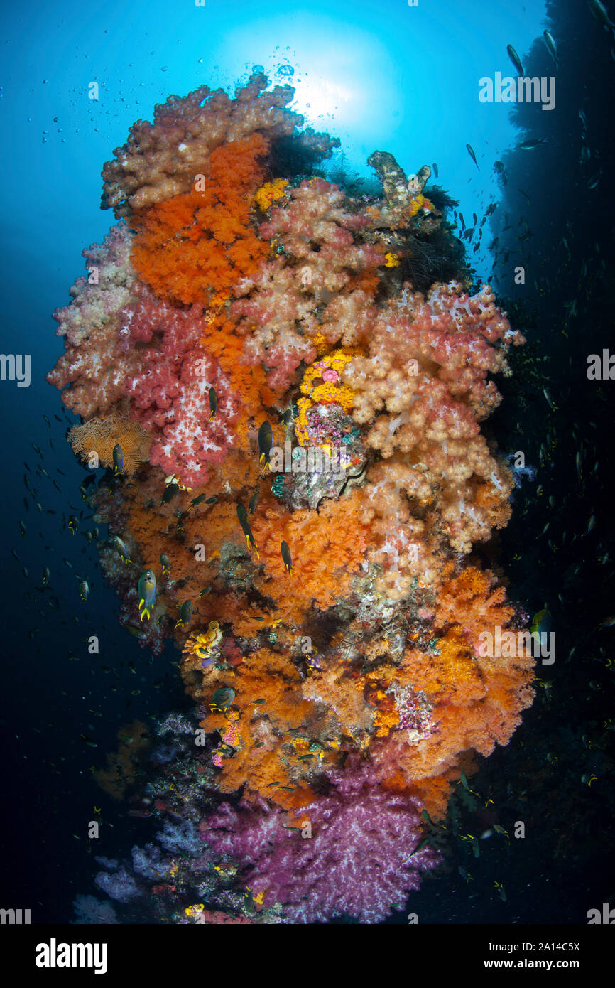 Lebendige Weichkorallen, Dendronephthya sp., gedeihen in Raja Ampat, Indonesien. Stockfoto