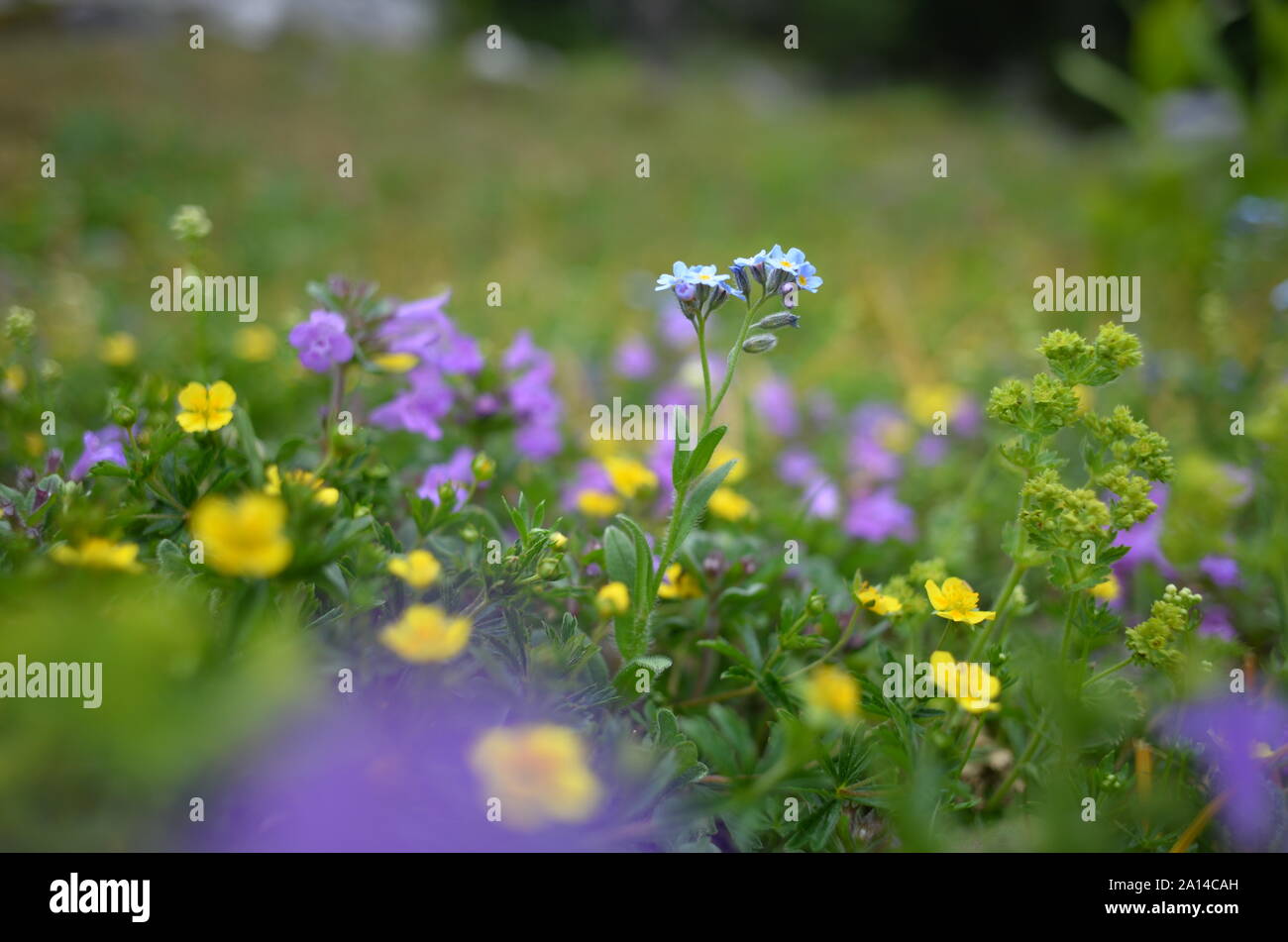 Bergwiese mit Myosotis alpestris oder alpinen Forget-me-not, Blume von Alaska und Ranunkeln, oder Bianchinas Stockfoto