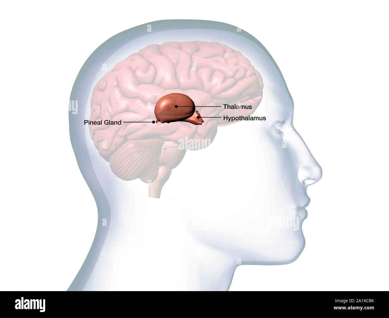 Profil von männlichen Kopf mit Thalamus, Hypothalamus und Zirbeldrüse