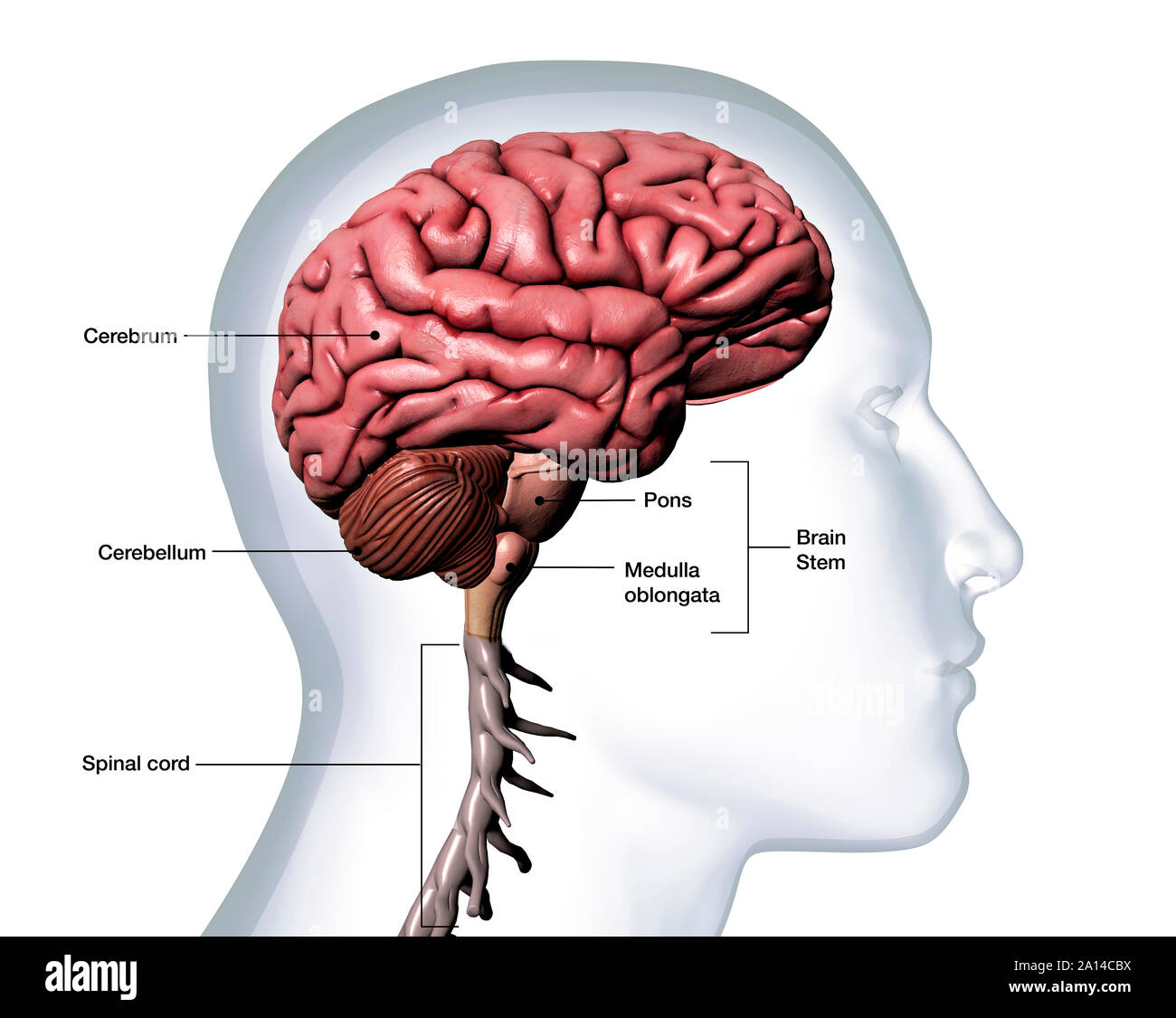 Profil von des Menschen Kopf mit Anatomie des Gehirns auf weißem Hintergrund gekennzeichnet. Stockfoto