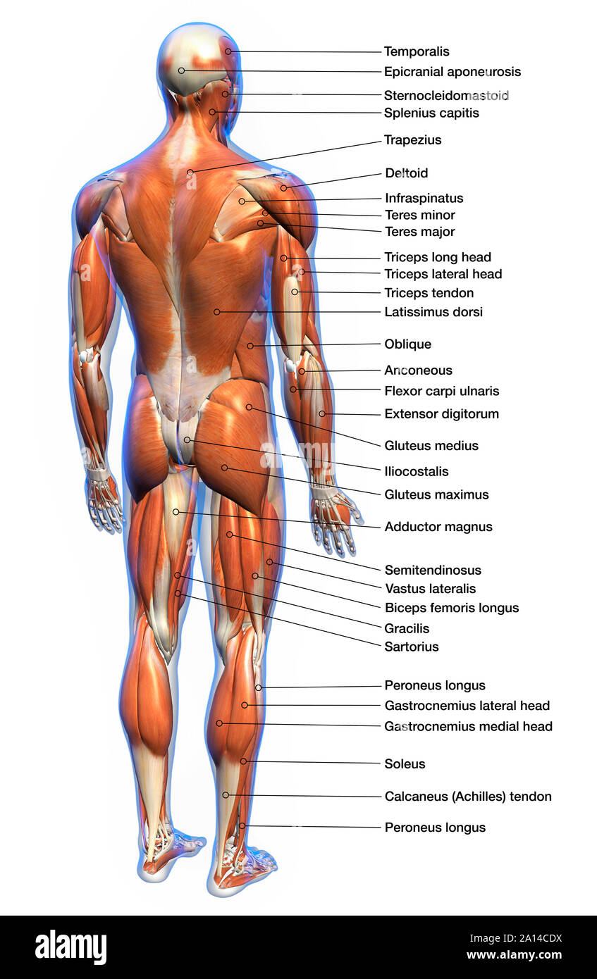 Mit Der Bezeichnung Anatomie Diagramm Der Volle Korper Mannliche Muskulatur Ruckansicht Auf Weissem Hintergrund Stockfotografie Alamy