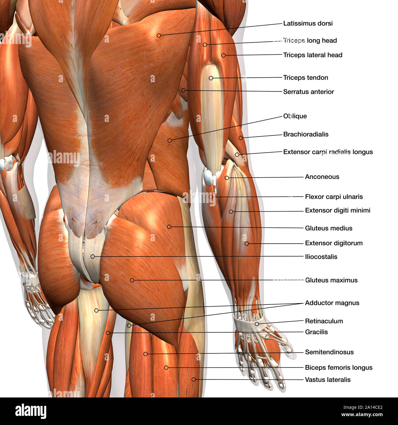 Diagramm beschriftet Anatomie der männlichen untere Rückenmuskulatur, auf  weißem Hintergrund Stockfotografie - Alamy
