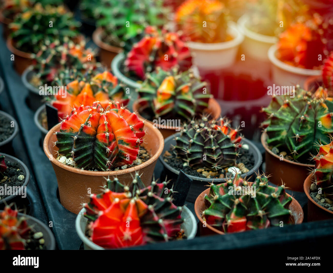 Cactus Zucht. In der Nähe - uo schöner Kaktus in Kunststoffbehälter im Kaktus Farm Shop. Stockfoto
