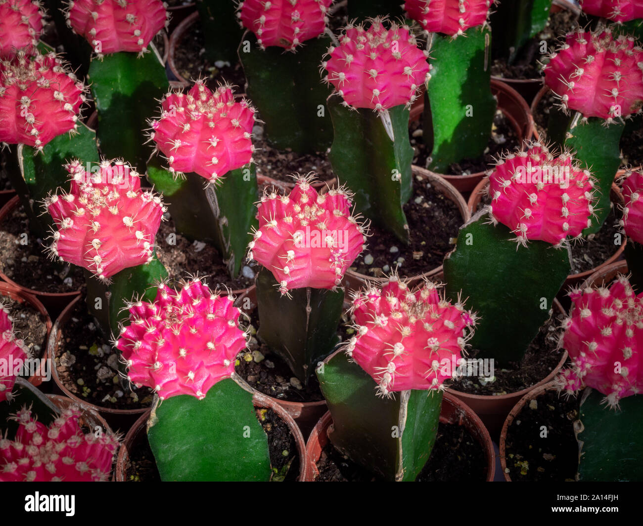 Cactus Zucht. Schne Kakteen in Plastik Topf in Kaktus Farm Shop  Stockfotografie - Alamy