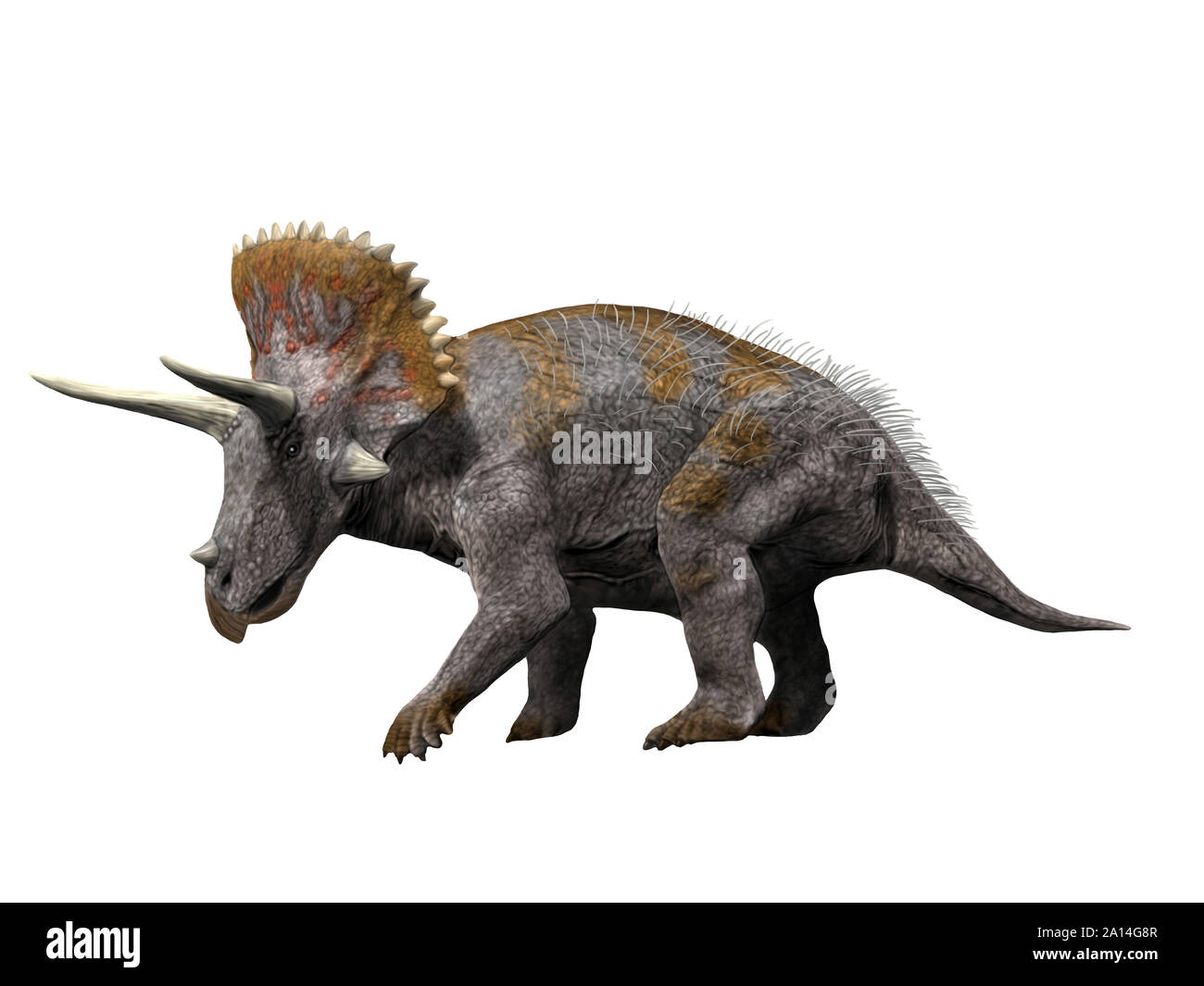 Dinosaurier TRICERATOPS horridus, weisser Hintergrund. Stockfoto