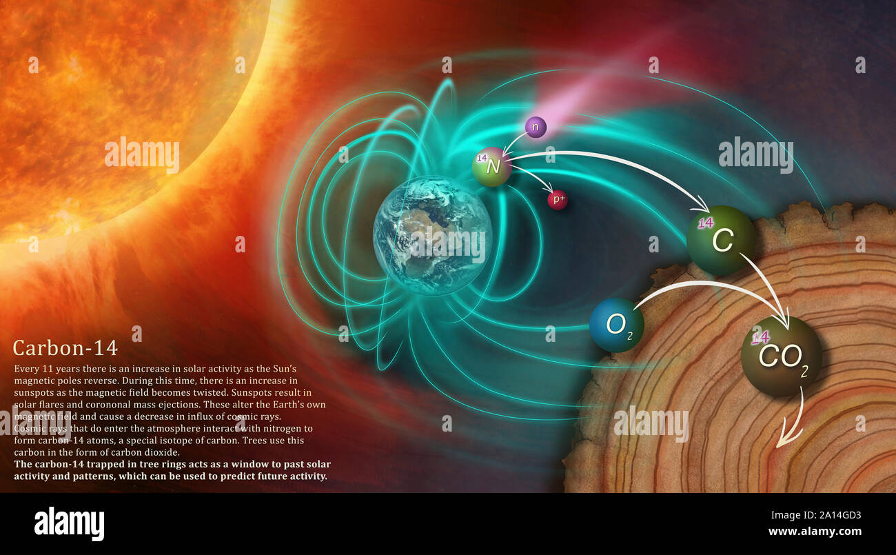 Abbildung: Darstellung der Entstehung von Kohlenstoff-14 und wie wird es im Baum Ringe gesperrt. Stockfoto