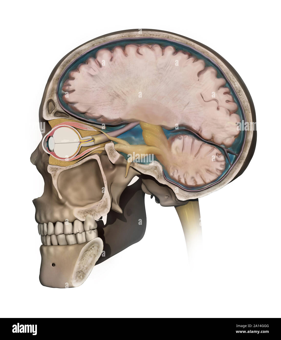 Medizinische Abbildung: Darstellung der Anatomie eines Sagittalschnitt des menschlichen Schädels. Stockfoto