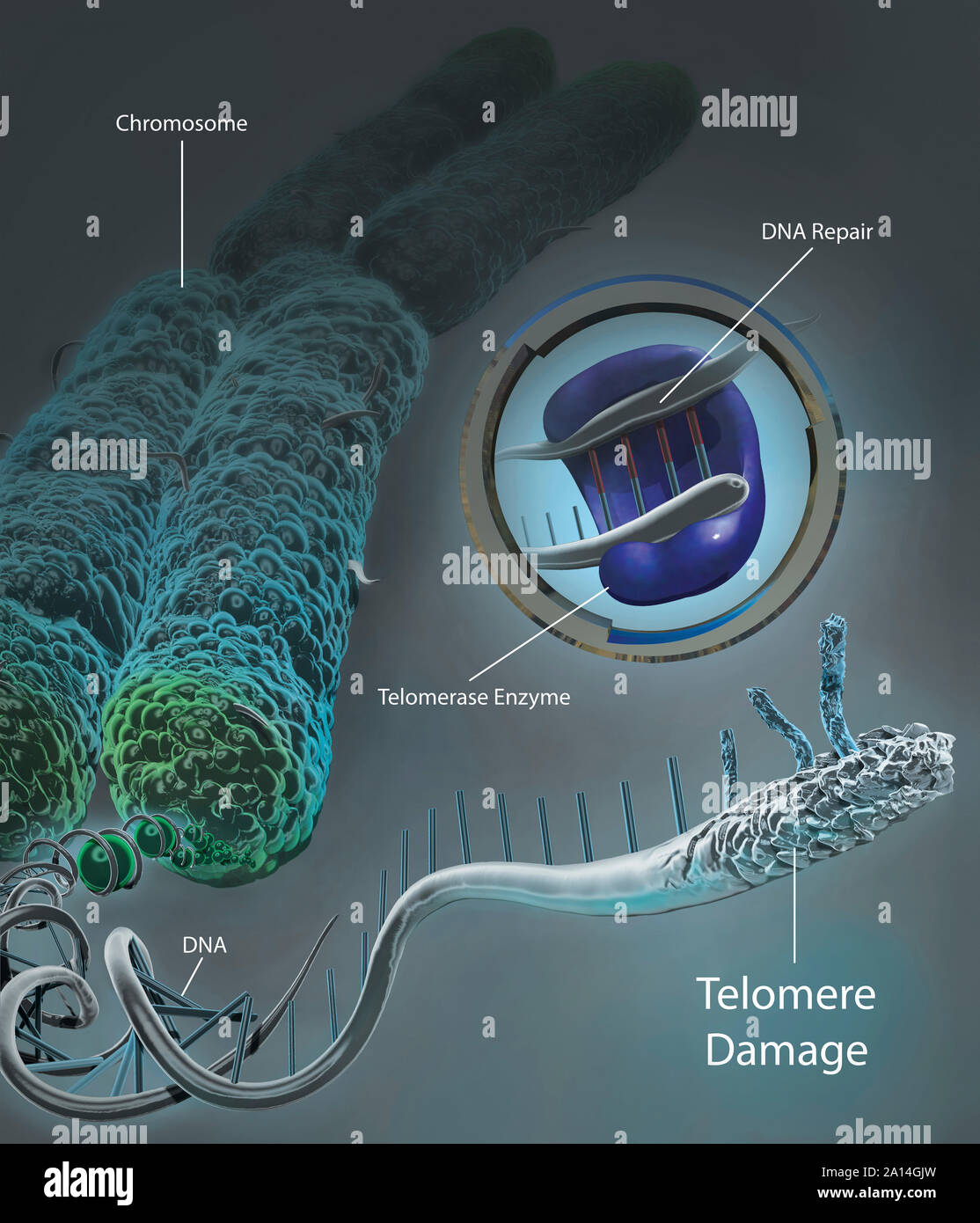 Chromosom entschlüsselt der DNA zu zeigen und beschädigte Telomer mit telomerase Enzym. Stockfoto
