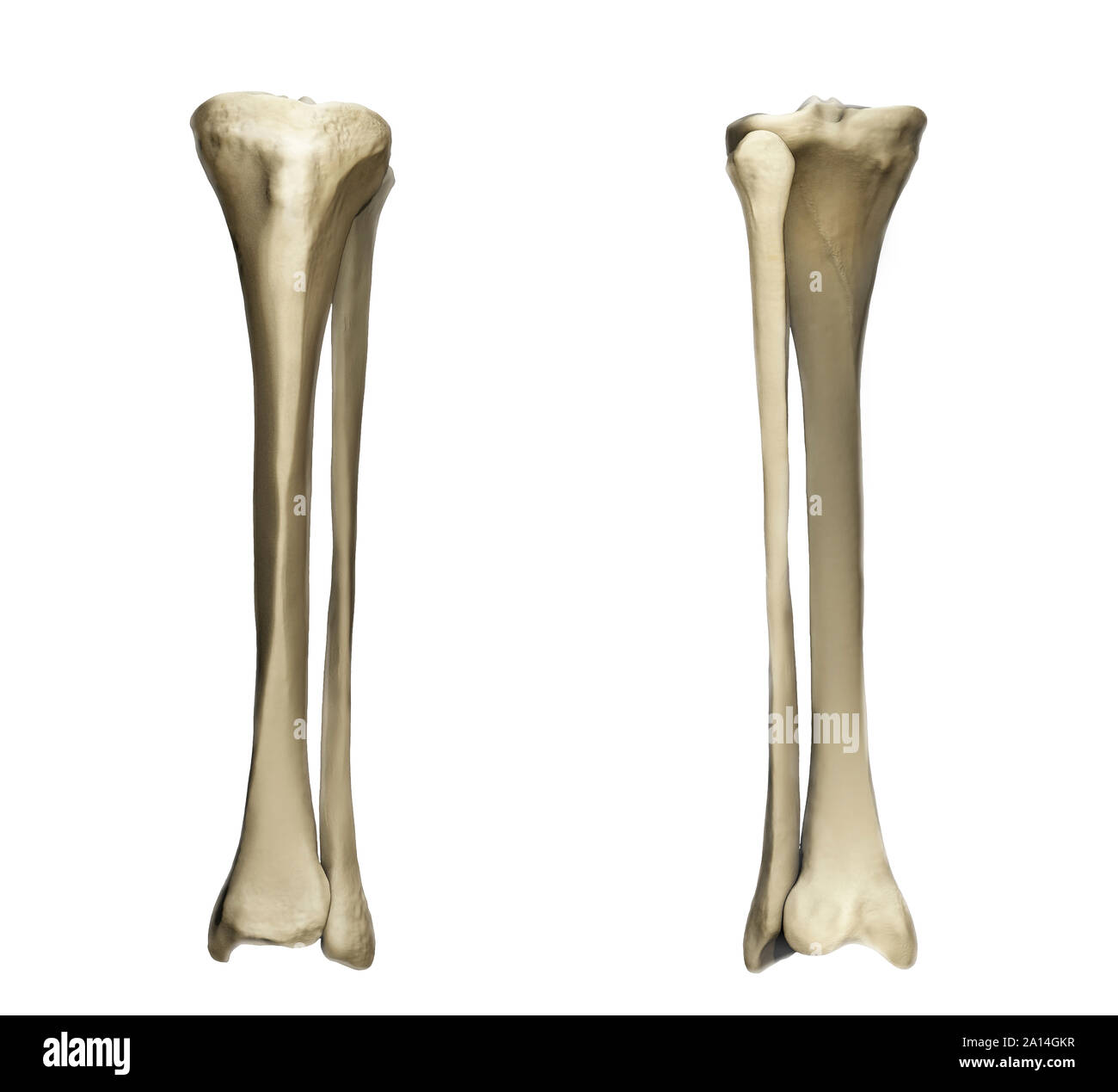 Vordere und hintere Ansicht der Tibia und Fibula. Stockfoto