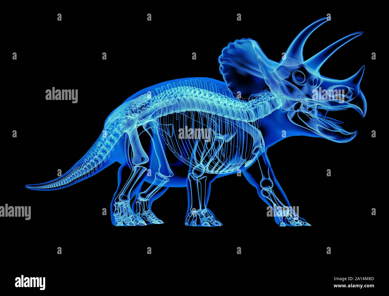 Triceratops Skelett mit x-ray Effect. Perspektivische Ansicht auf schwarzem Hintergrund. Stockfoto