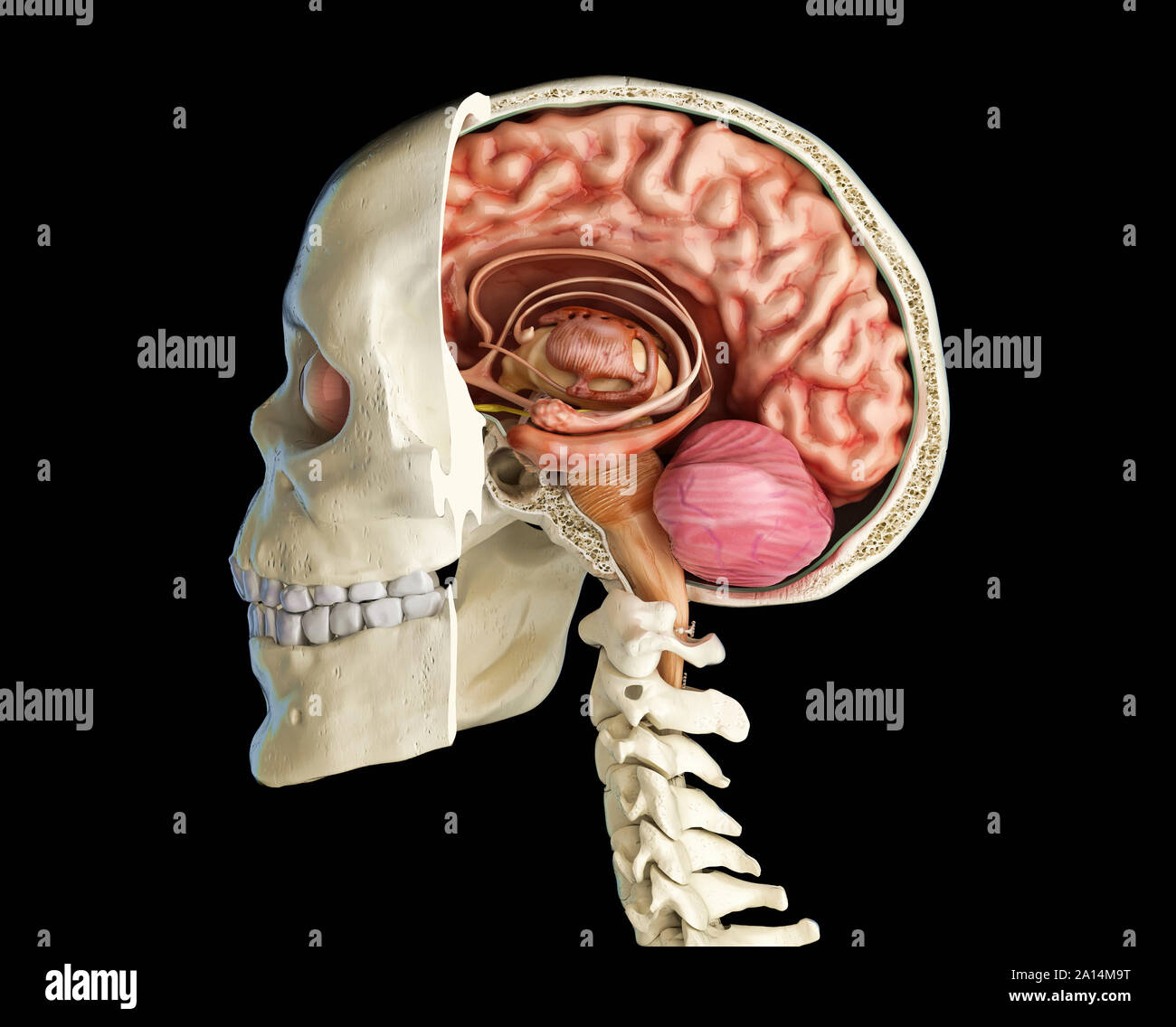 Menschlicher Schädel mittlere sagittale Querschnitt mit Gehirn. Stockfoto