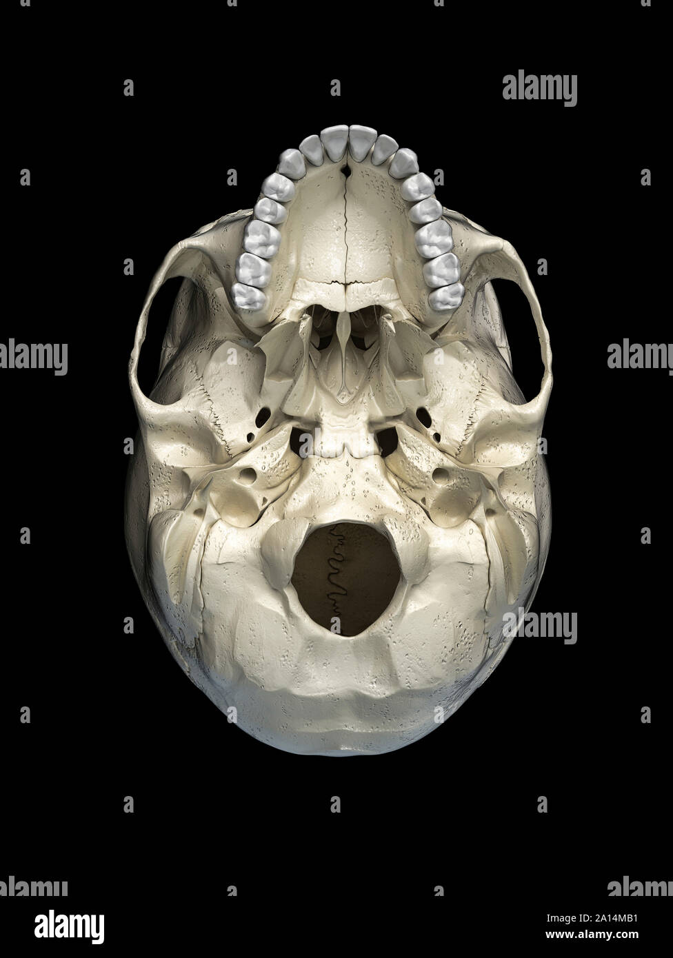 Menschlicher Schädel von unten gesehen, auf schwarzem Hintergrund. Stockfoto