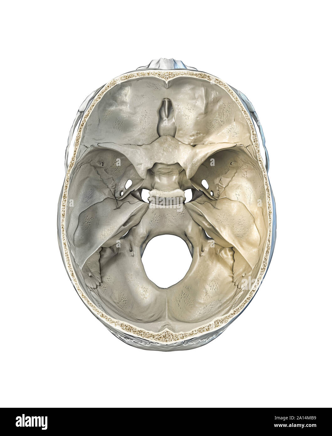 Menschlicher Schädel transversale Querschnitt, Ansicht von oben auf weißem Hintergrund. Stockfoto
