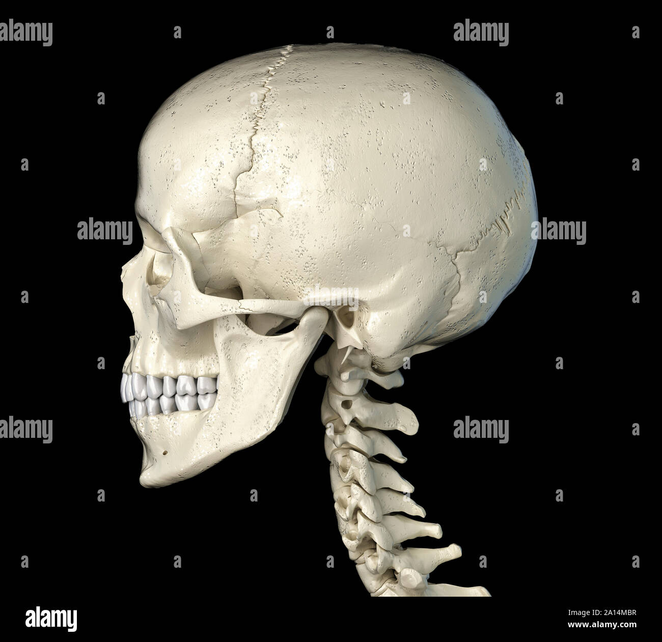 Seite Profil des menschlichen Schädels, auf schwarzem Hintergrund. Stockfoto