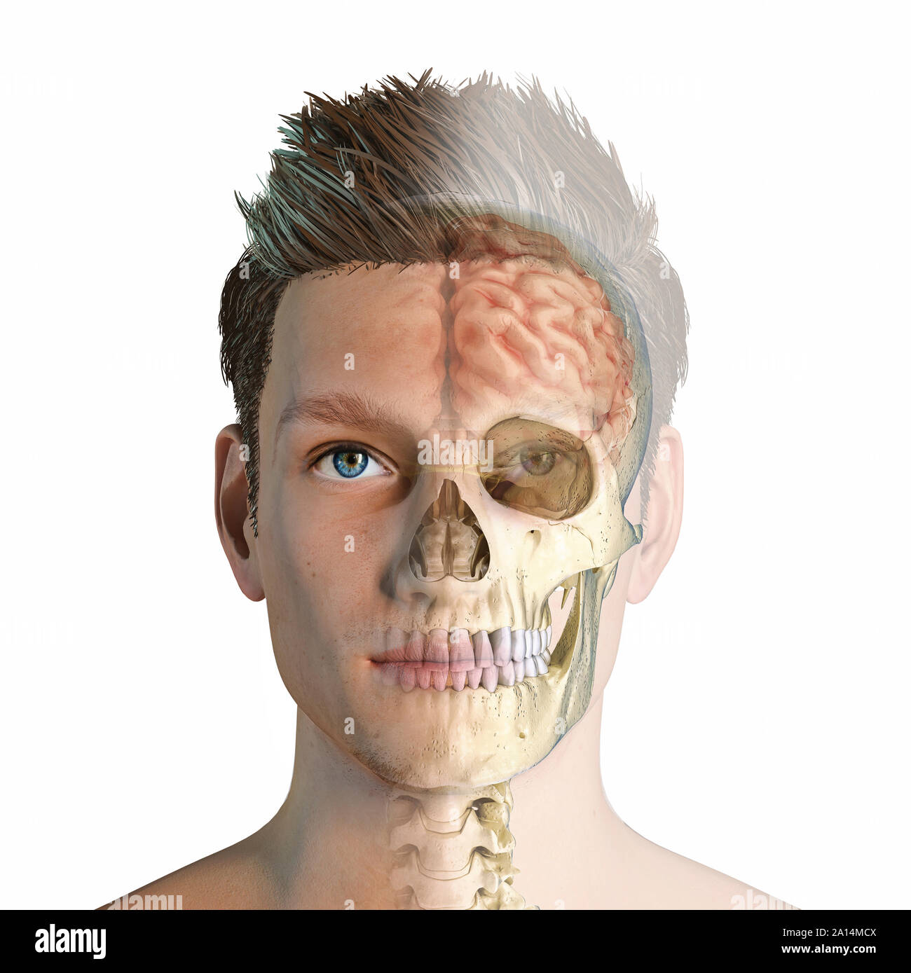 Ghost Effekt der männlichen Kopf mit dem Schädel und Gehirn. Stockfoto