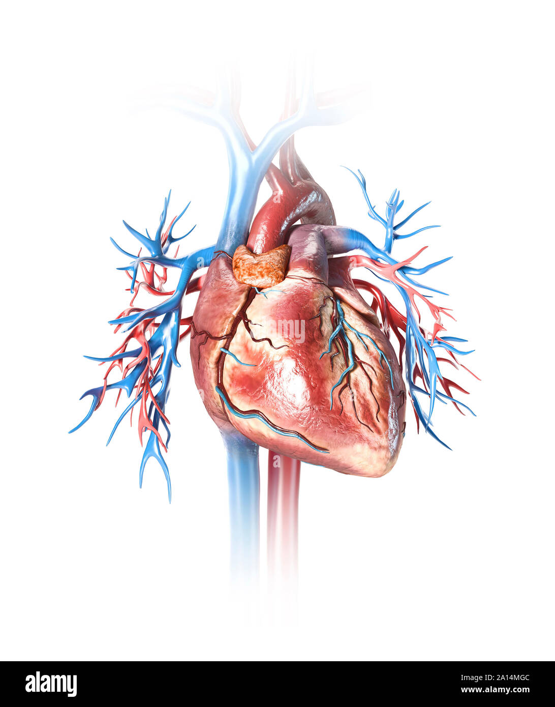 Das menschliche Herz mit Schiffen, close-up. Stockfoto